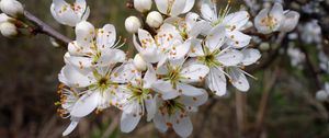 Preview wallpaper cherry, flowers, petals, stamens, spring, white