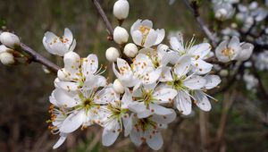 Preview wallpaper cherry, flowers, petals, stamens, spring, white