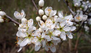 Preview wallpaper cherry, flowers, petals, stamens, spring, white