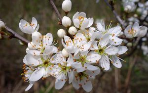 Preview wallpaper cherry, flowers, petals, stamens, spring, white