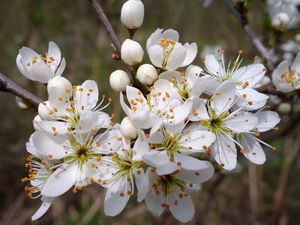 Preview wallpaper cherry, flowers, petals, stamens, spring, white