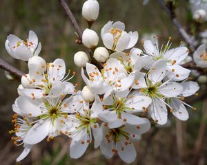 Preview wallpaper cherry, flowers, petals, stamens, spring, white