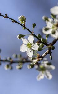 Preview wallpaper cherry, flowers, petals, buds, branch, spring