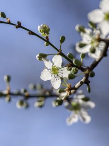 Preview wallpaper cherry, flowers, petals, buds, branch, spring