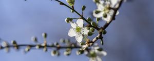 Preview wallpaper cherry, flowers, petals, buds, branch, spring