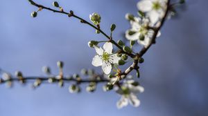 Preview wallpaper cherry, flowers, petals, buds, branch, spring