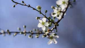 Preview wallpaper cherry, flowers, petals, buds, branch, spring