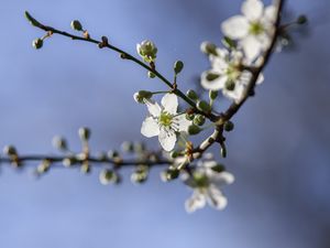 Preview wallpaper cherry, flowers, petals, buds, branch, spring