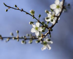 Preview wallpaper cherry, flowers, petals, buds, branch, spring