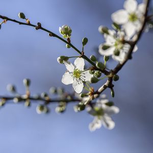 Preview wallpaper cherry, flowers, petals, buds, branch, spring