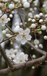 Preview wallpaper cherry, flowers, petals, buds, branch, white