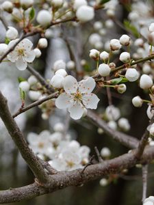 Preview wallpaper cherry, flowers, petals, buds, branch, white