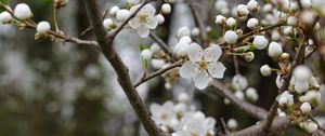 Preview wallpaper cherry, flowers, petals, buds, branch, white