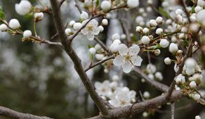 Preview wallpaper cherry, flowers, petals, buds, branch, white