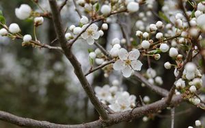 Preview wallpaper cherry, flowers, petals, buds, branch, white