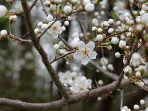 Preview wallpaper cherry, flowers, petals, buds, branch, white