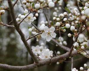 Preview wallpaper cherry, flowers, petals, buds, branch, white