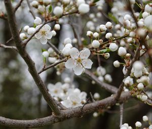 Preview wallpaper cherry, flowers, petals, buds, branch, white