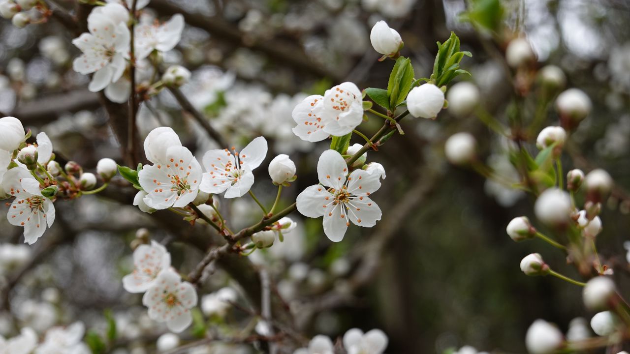 Wallpaper cherry, flowers, petals, buds, branch, blur, white