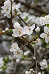 Preview wallpaper cherry, flowers, petals, buds, branch, blur, white