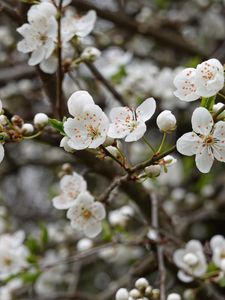 Preview wallpaper cherry, flowers, petals, buds, branch, blur, white