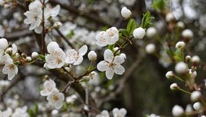 Preview wallpaper cherry, flowers, petals, buds, branch, blur, white