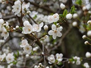 Preview wallpaper cherry, flowers, petals, buds, branch, blur, white