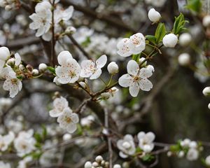 Preview wallpaper cherry, flowers, petals, buds, branch, blur, white