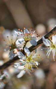 Preview wallpaper cherry, flowers, petals, blur, macro