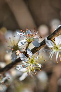 Preview wallpaper cherry, flowers, petals, blur, macro