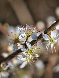 Preview wallpaper cherry, flowers, petals, blur, macro