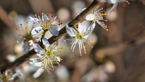 Preview wallpaper cherry, flowers, petals, blur, macro