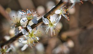 Preview wallpaper cherry, flowers, petals, blur, macro