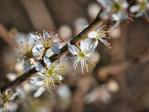 Preview wallpaper cherry, flowers, petals, blur, macro