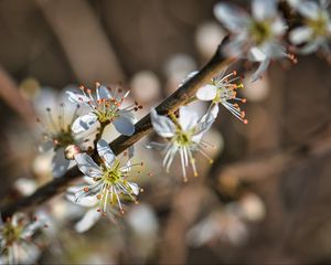 Preview wallpaper cherry, flowers, petals, blur, macro