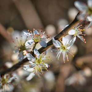 Preview wallpaper cherry, flowers, petals, blur, macro