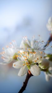 Preview wallpaper cherry, flowers, petals, buds, spring, white