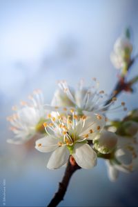 Preview wallpaper cherry, flowers, petals, buds, spring, white