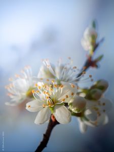 Preview wallpaper cherry, flowers, petals, buds, spring, white