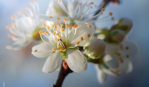 Preview wallpaper cherry, flowers, petals, buds, spring, white