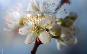 Preview wallpaper cherry, flowers, petals, buds, spring, white