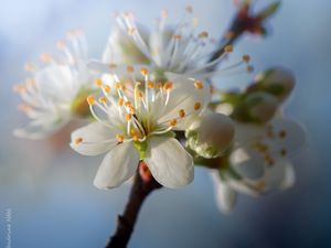 Preview wallpaper cherry, flowers, petals, buds, spring, white