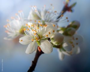 Preview wallpaper cherry, flowers, petals, buds, spring, white