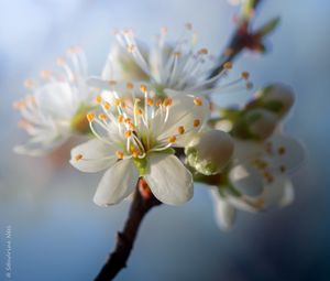 Preview wallpaper cherry, flowers, petals, buds, spring, white