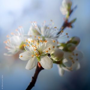 Preview wallpaper cherry, flowers, petals, buds, spring, white