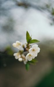 Preview wallpaper cherry, flowers, petals, branch, blur