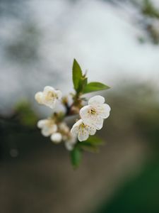 Preview wallpaper cherry, flowers, petals, branch, blur