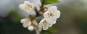 Preview wallpaper cherry, flowers, petals, branch, blur