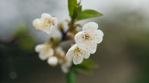 Preview wallpaper cherry, flowers, petals, branch, blur