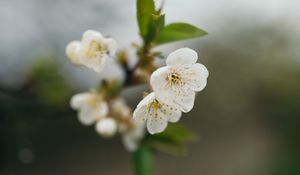 Preview wallpaper cherry, flowers, petals, branch, blur